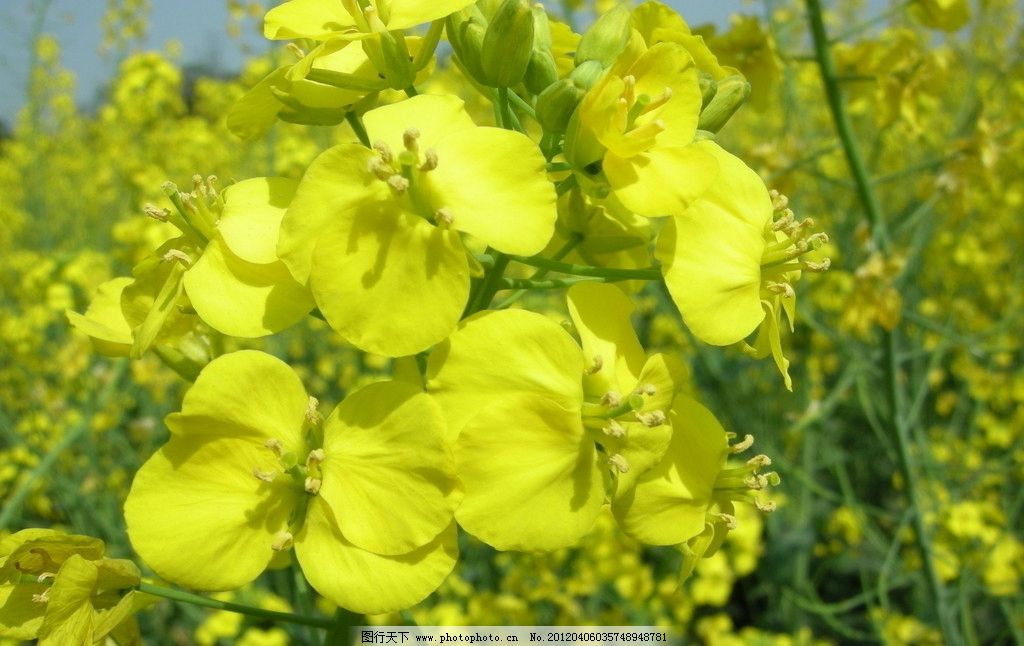 油菜花图片图片