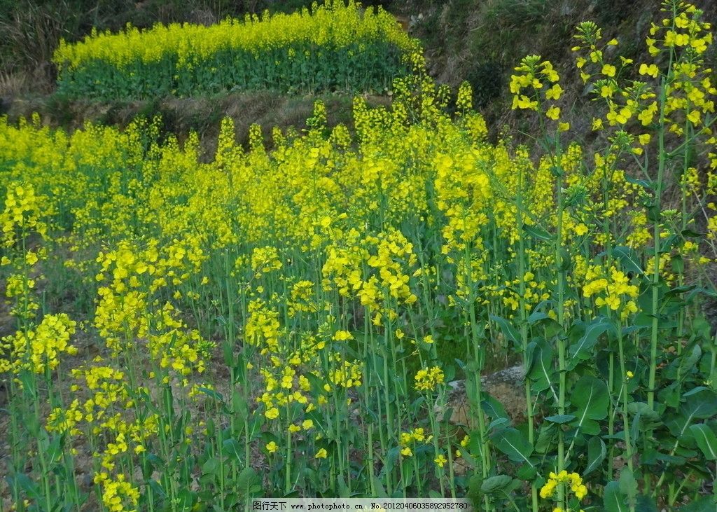 油菜花 黄花 油菜 植物 农作物 婺源 植物摄影 树木树叶 生物世界图片