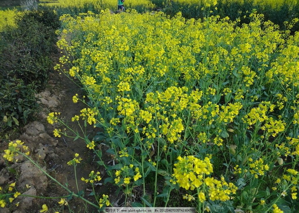 油菜花图片图片