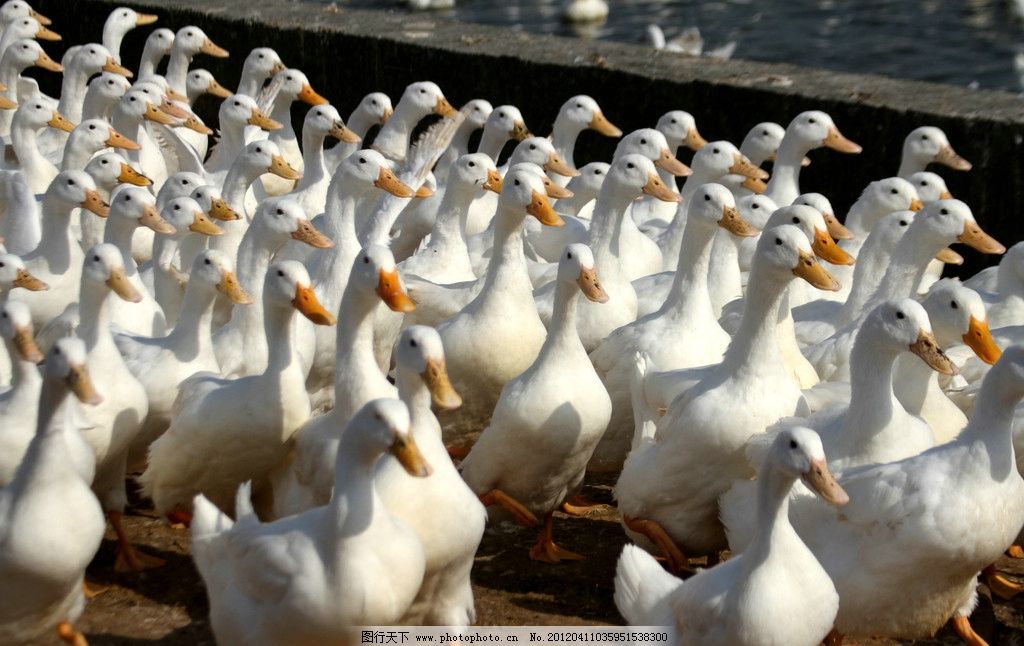 鸭子在田字格里怎么写|鸭子在田字格里怎么写
