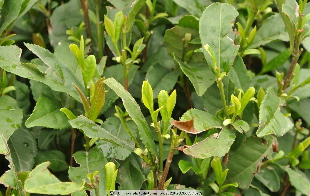龙井茶树芽叶图片