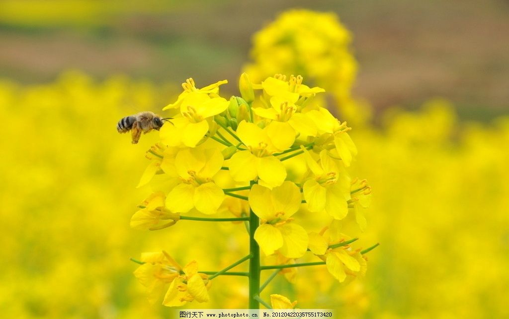 油菜花图片图片