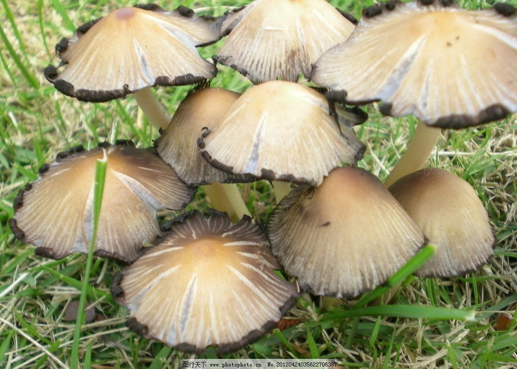 这个菌类是叫什么,可以吃吗?