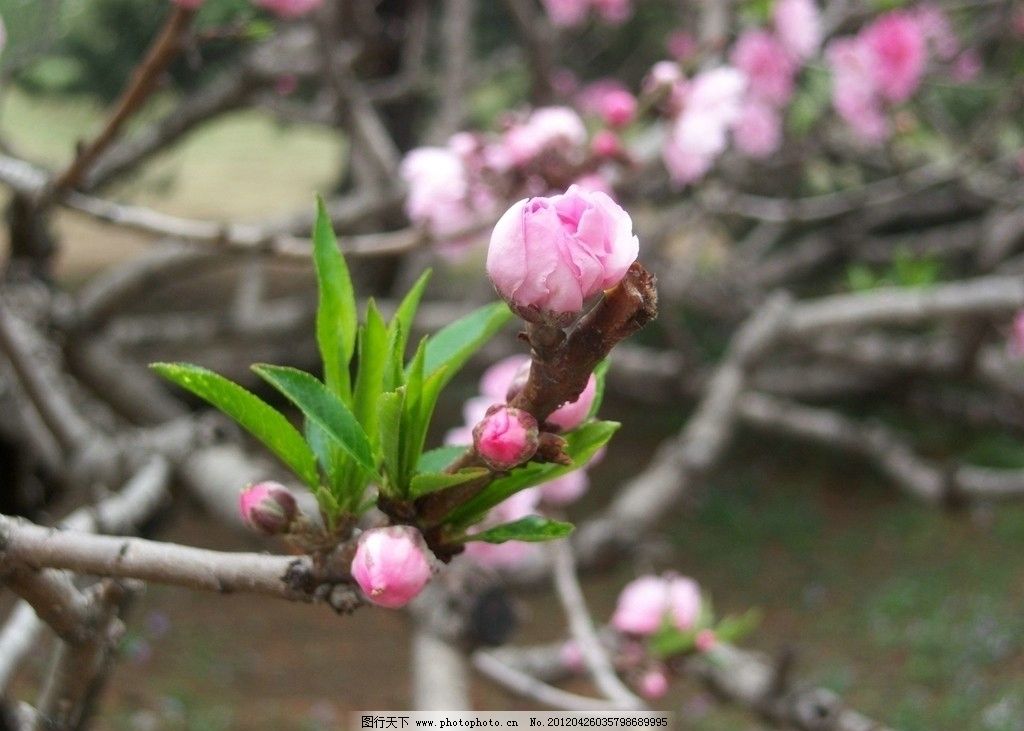 碧桃 桃花 绿叶 树枝 春天 美丽 花朵 北京 植物园 花草 生物世界图片