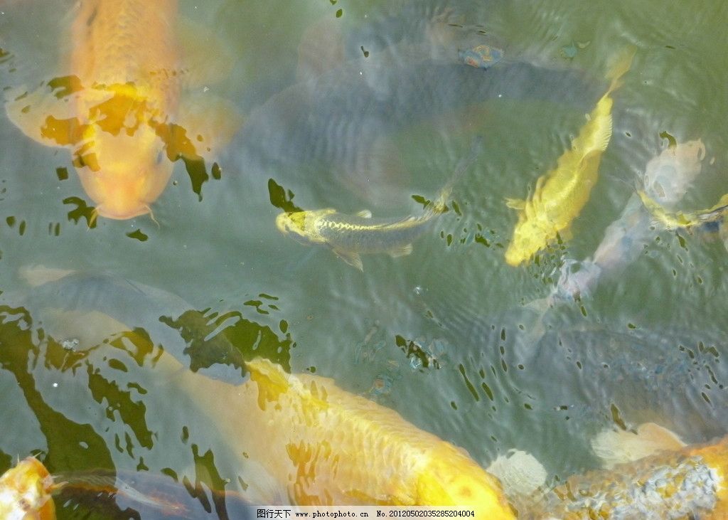 鱼儿水中游图片