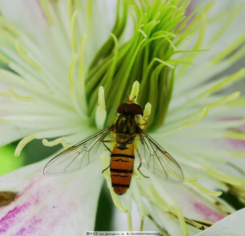 采花的蜜蜂图片,蜜蜂采花蜜 昆虫 生物世界 摄影