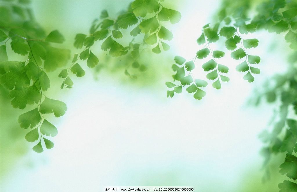 绿叶 绿色 清新 叶子 绿荫 生物 背景底纹 底纹边框 设计 300dpi jpg图片