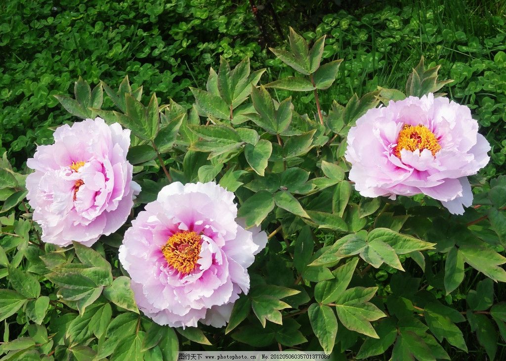 首页 牡丹花图片  > 牡丹花-牡丹花图片  简介:  这是牡丹花图片的