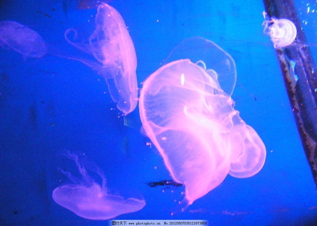 海底世界 海底动物 水母 海底图片 生物世界 摄影 72dpi jpg 海洋生物图片