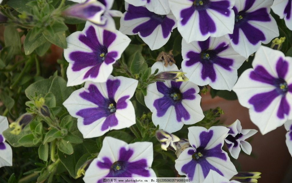 湖南益阳80万盆鲜花迎国庆