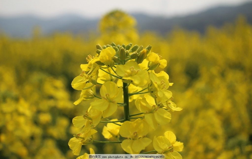 油菜花图片图片