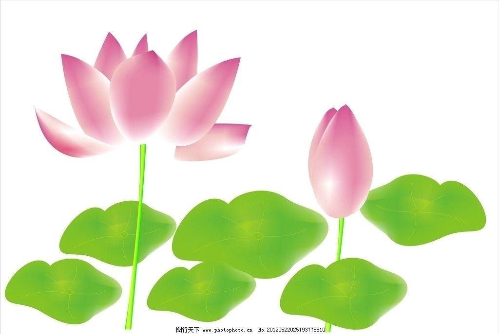 莲花 手绘 荷花 廉洁