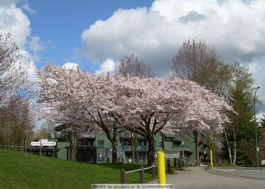 路边樱花树图片