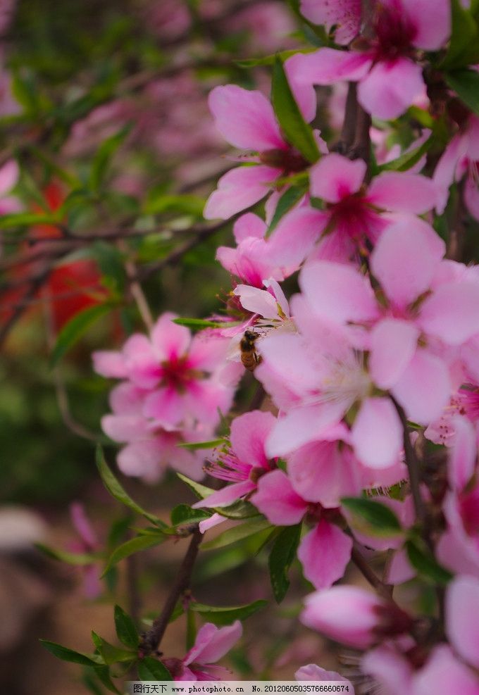桃花 粉色 花蕊 春天 花瓣 梨花 花草 生物世界 摄影 240dpi jpg