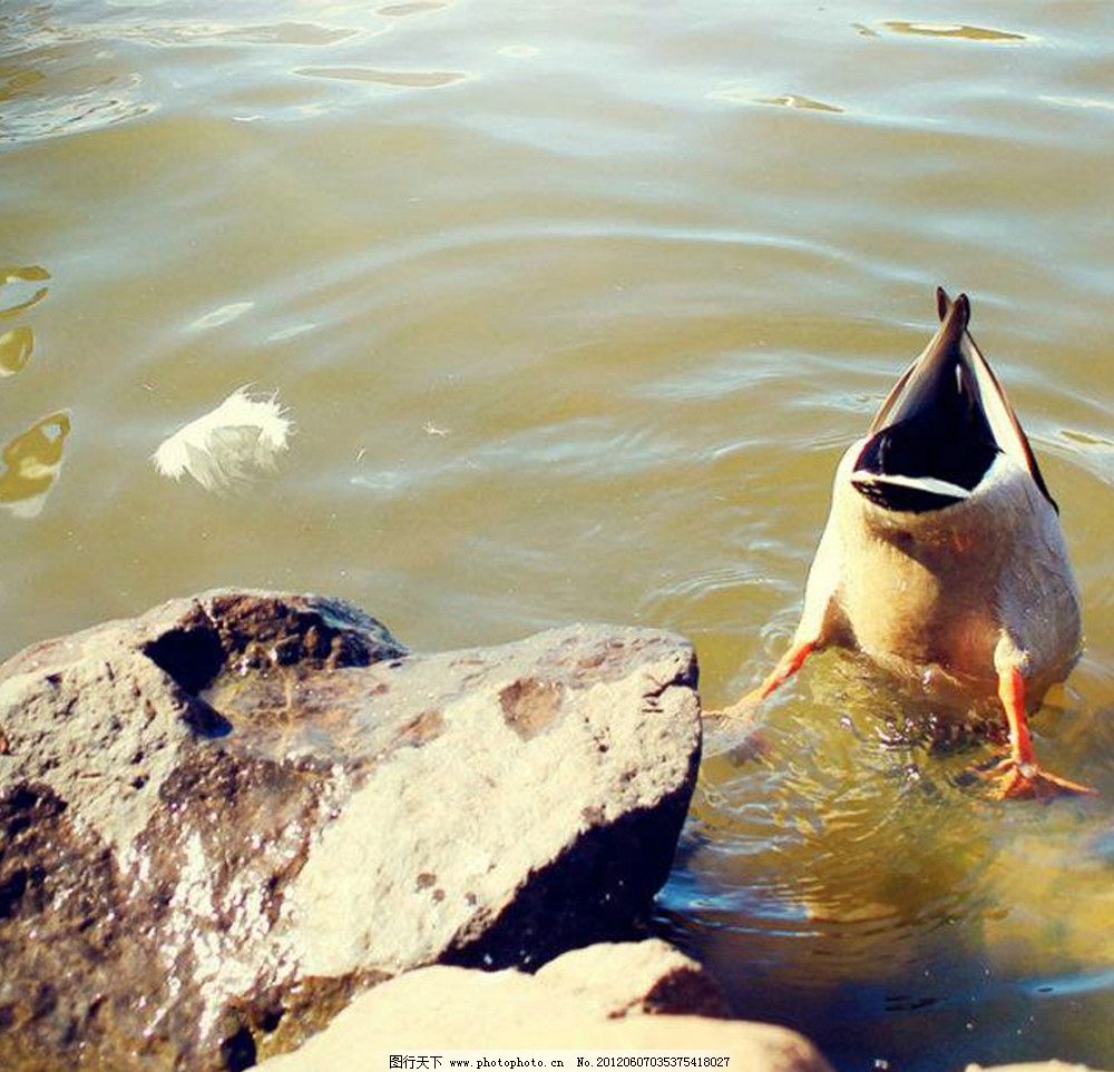 水鸭喝水奇相图片