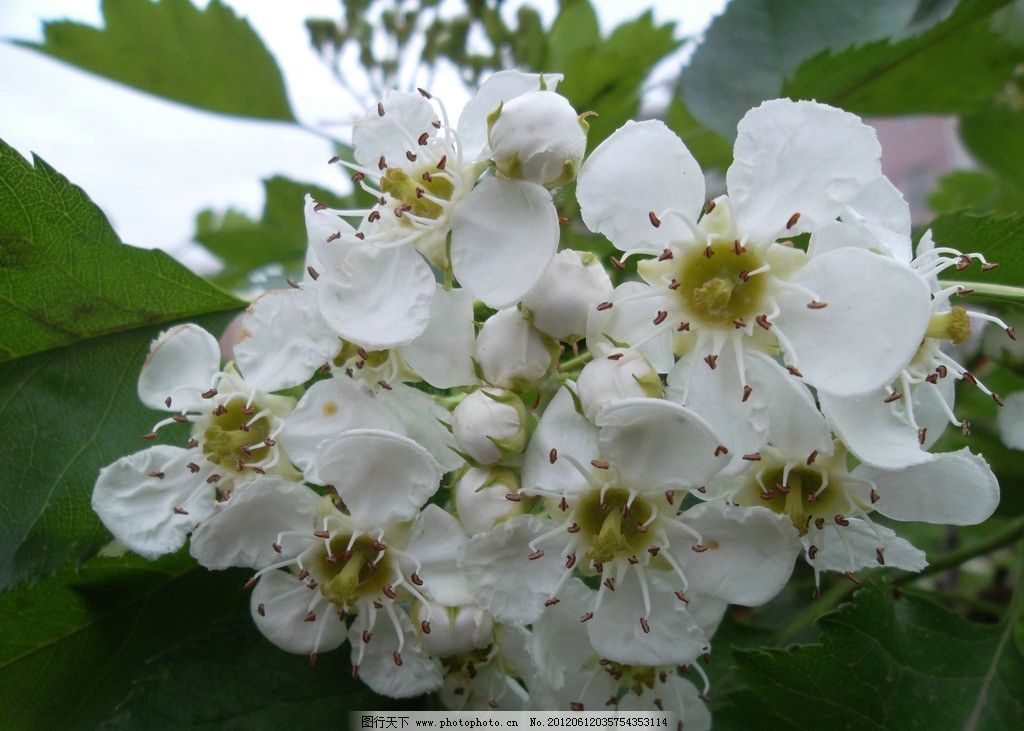 山楂花图片