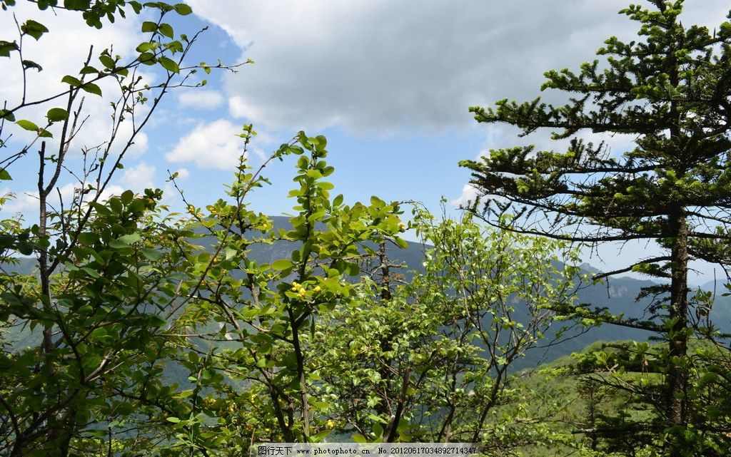 沣峪分水岭图片,秦岭 野外 蓝天 白云 树枝 绿叶