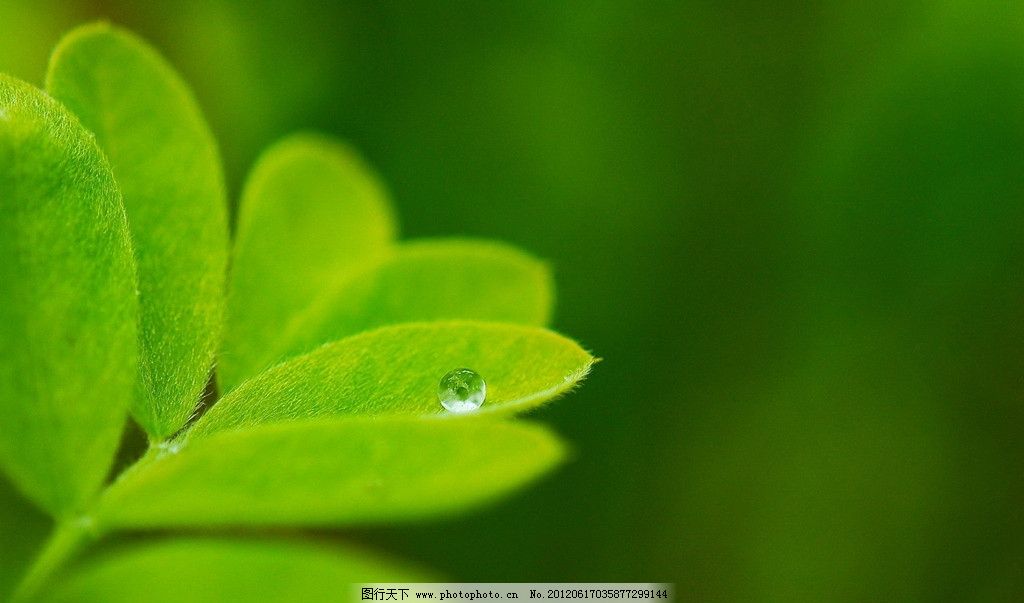 清新 水珠 嫩叶 嫩芽 树叶 新叶 绿色背景 树芽 绿枝 植物图片