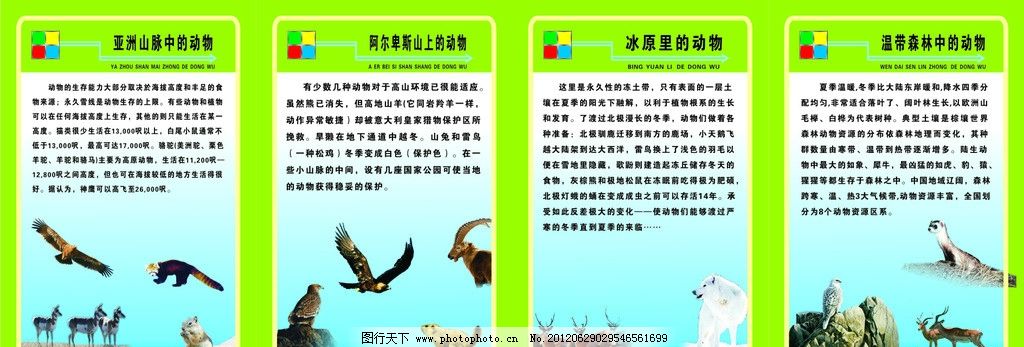 动物科普知识 学校展板 设计 学校 展板 校园 文化 知识 动物 科普 常识 中国 保护动物 鹿 松鼠 黄鼠狼 鹰 亚洲 山脉 骆驼 山兔 雷鸟 松鸡 阿尔卑斯山 冰原 驯鹿 熊 雪狼 犀牛 温带森林 野生动物