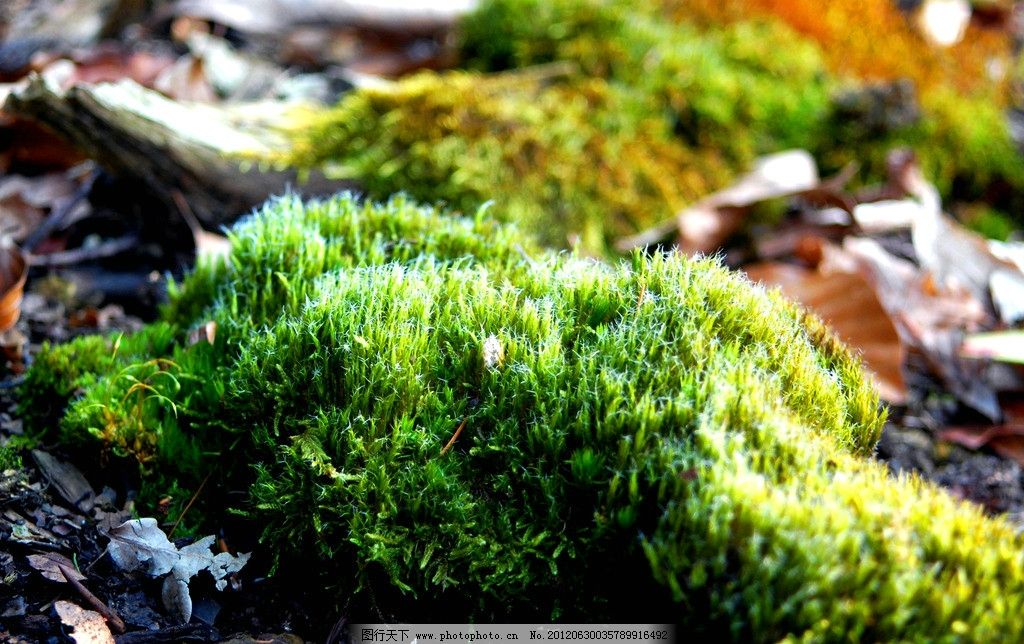 苔藓植物 青苔 苔藓 植物青苔 青苔图片 绿色苔藓 植物摄影 花草 生物