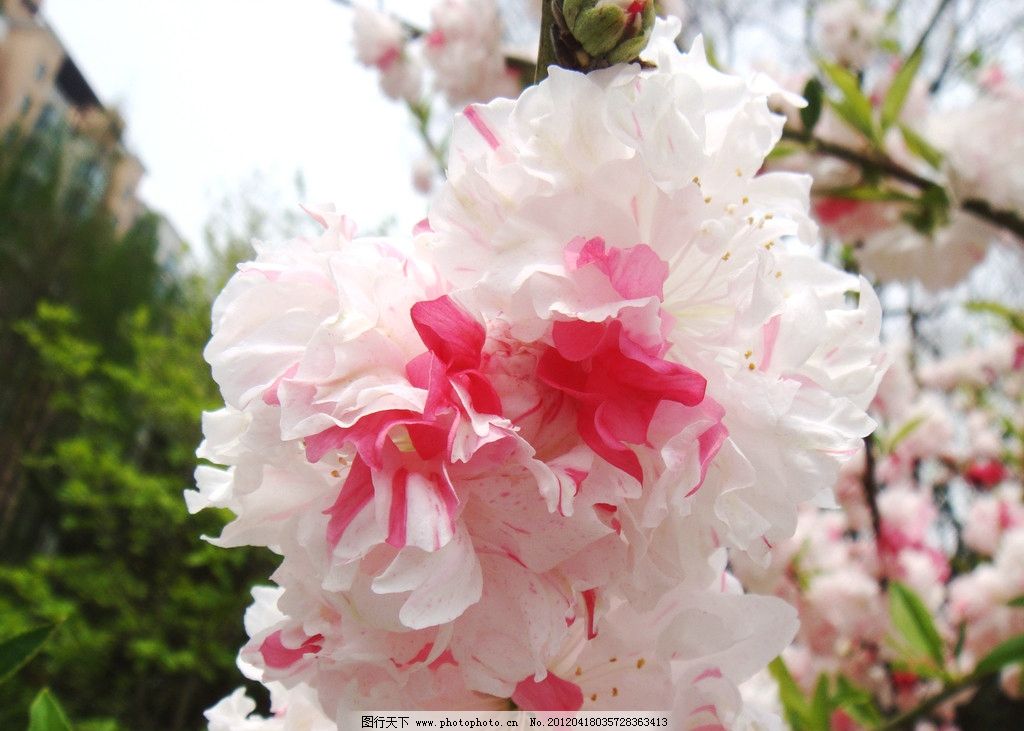 碧桃,花蕾,白色,花丝,绿叶,建筑,花草,生物世界,摄影,72DPI,JPG