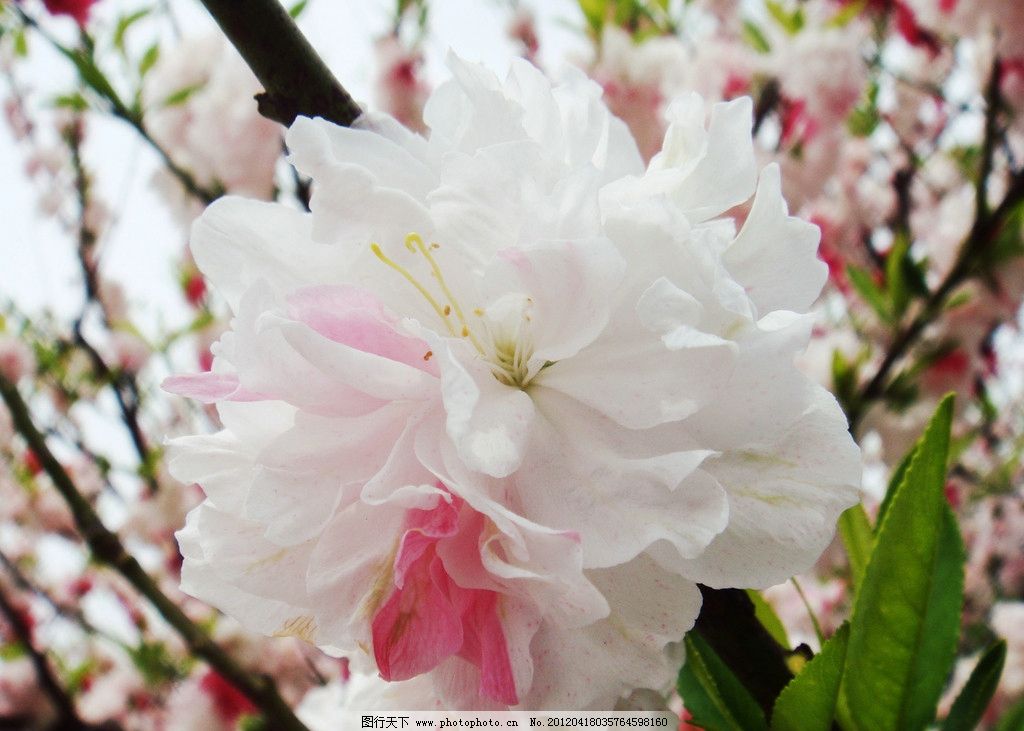 碧桃,花蕾,黄色,白色,花丝,绿叶,花草,生物世界,摄影,72DPI,JPG