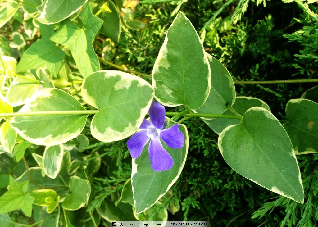 紫色花图片 花草 生物世界 图行天下素材网