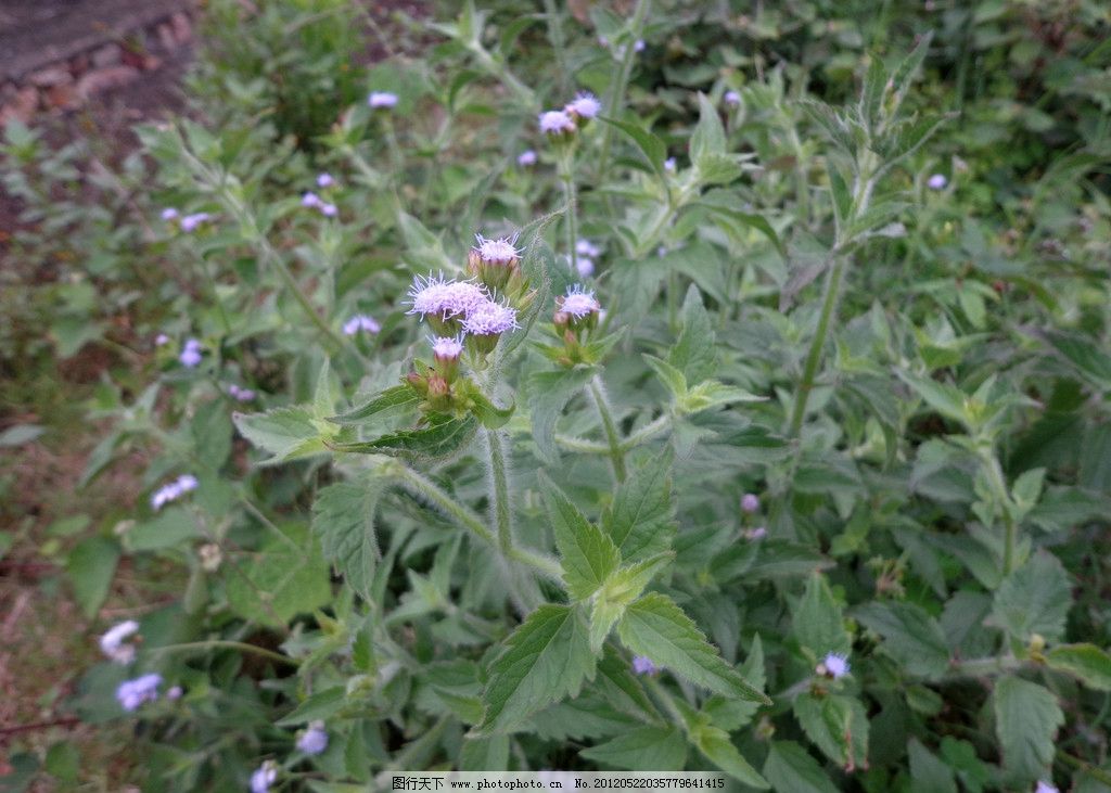 野草花小紫花图片 花草 生物世界 图行天下素材网