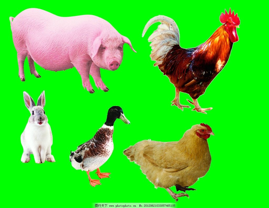 十二生肖:鼠、牛、虎、兔、龙、蛇、马、羊、猴、鸡、狗、猪插画图片素材_ID:312608458-Veer图库